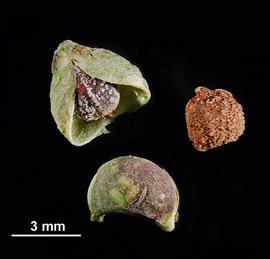   Fruit, seed:   Euphorbia dracunculoides , one segment of capsule open (upper left), showing seed inside, with raphe visible on seed. Another segment (bottom) undehisced. One loose seed (right); Photo by V. Brewster, USDA APHIS PPQ, imageID.idtools.org
